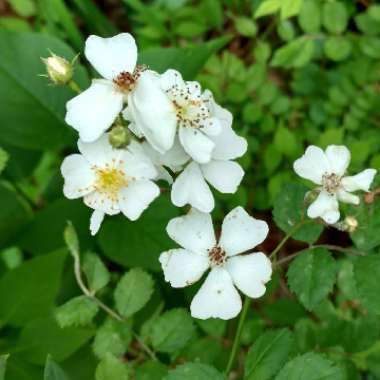 Rosa (Rambler)