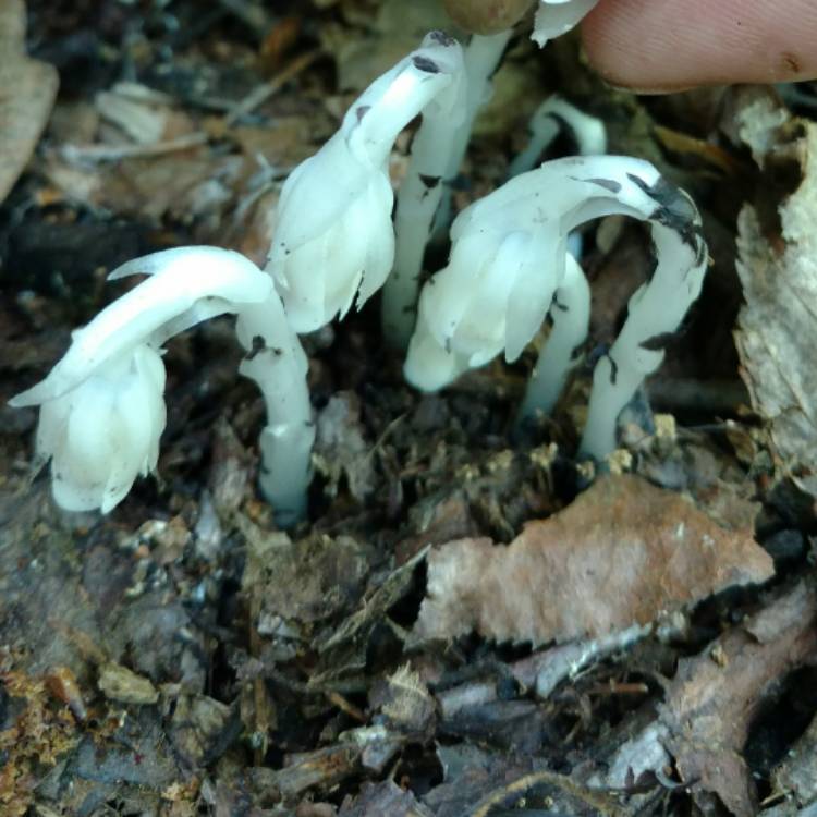 Plant image Monotropa uniflora