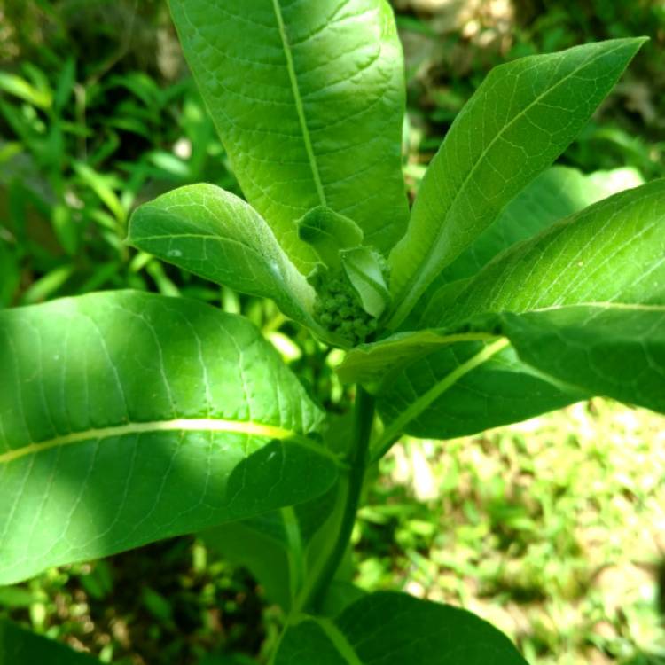 Plant image Euphorbia peplus