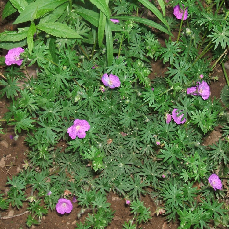 Plant image Geranium carolinianum