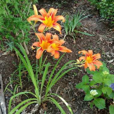 Hemerocallis fulva