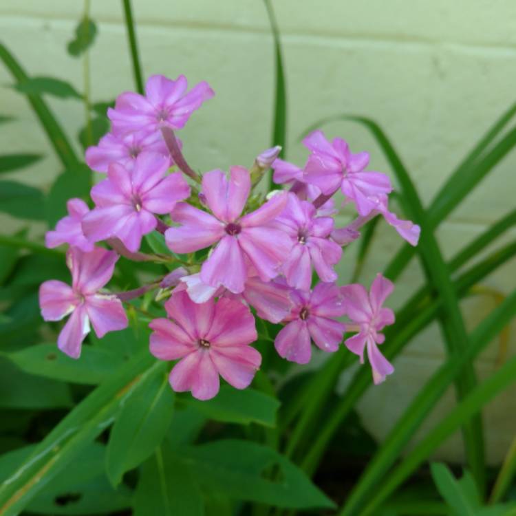 Plant image Phlox paniculata 'Lilac Flame'