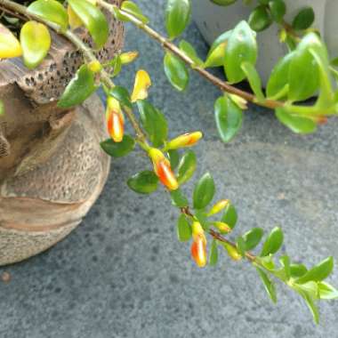 Columnea gloriosa