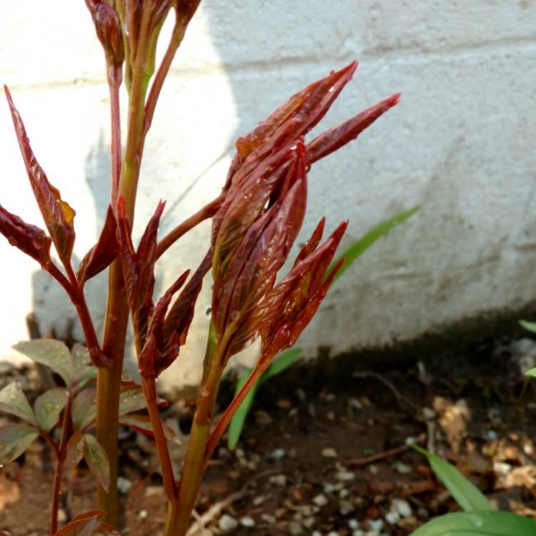 plant image 680967