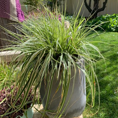 Carex oshimensis 'Feather Falls'