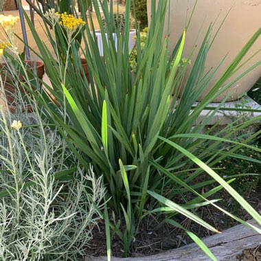 Dianella revoluta  'Little Rev™'