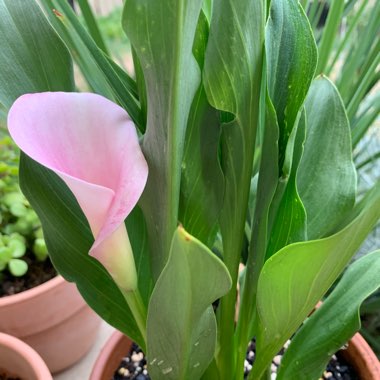 Zantedeschia rehmannii 'Pink Melody'