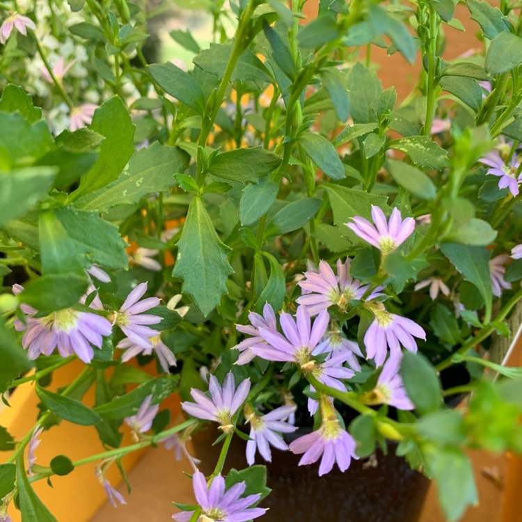 Plant image Scaevola aemula 'Fanfare'