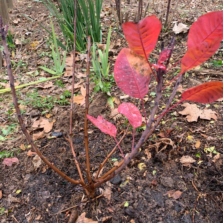 Plant image Cotinus 'Grace'