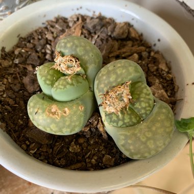 Lithops Julii subsp. Fulleri C056A cv. Fullergreen