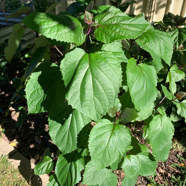 Plant image Clerodendrum bungei