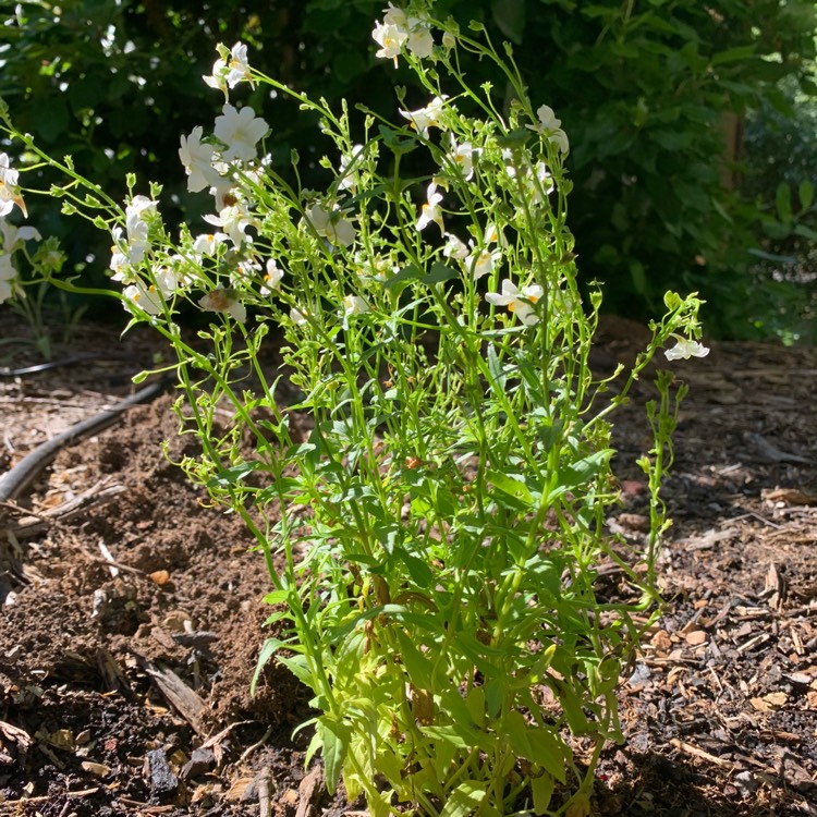 Plant image Nemesia fruticans 'Mareto White'