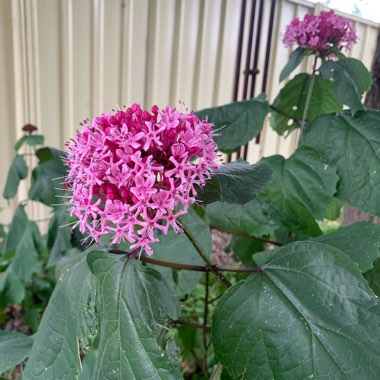 Clerodendrum bungei