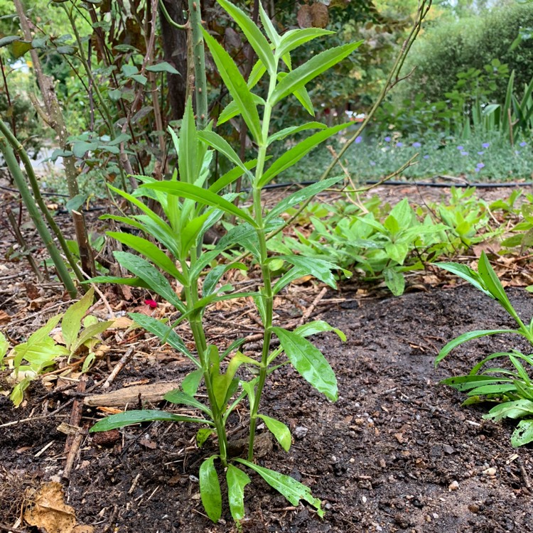 Plant image Physostegia virginiana 'Crystal Peak White'