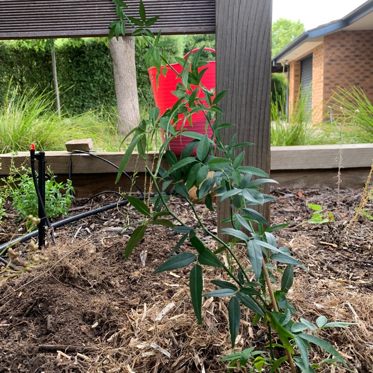 Plant image Rosa banksiae var. banksiae 'Alba Plena'