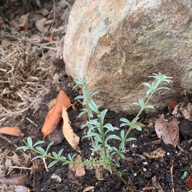 Westringia fruticosa 'Smokey'