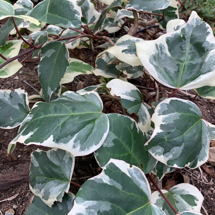 Plant image Hedera Canariensis 'Variegata'