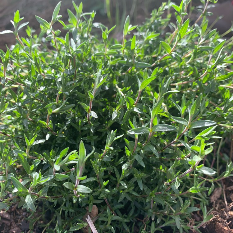 Plant image Arenaria Montana