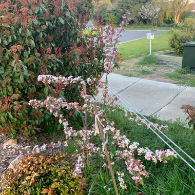 Malus x floribunda