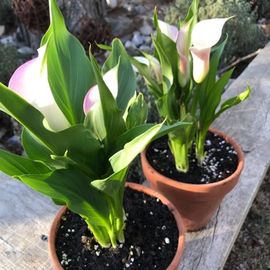 Zantedeschia rehmannii 'Pink Melody'