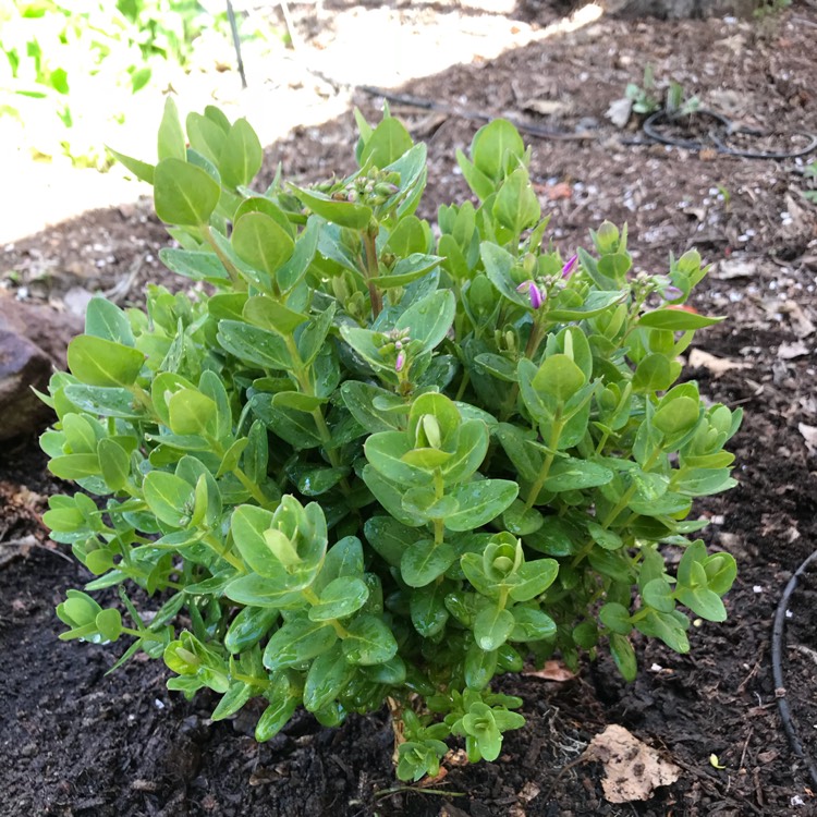 Plant image Polygala myrtifolia x oppositifolia 'Poly Ball'