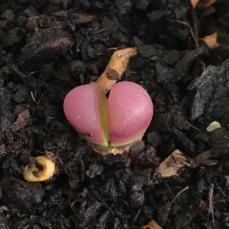 Plant image Lithops Optica Rubra