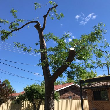 Gleditsia triacanthos