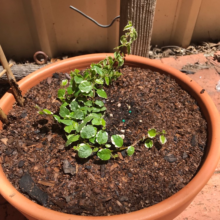 Plant image Ficus Pumila 'White Sunny'