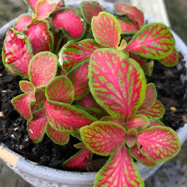 Fittonia 'Pink Ruby Lime'