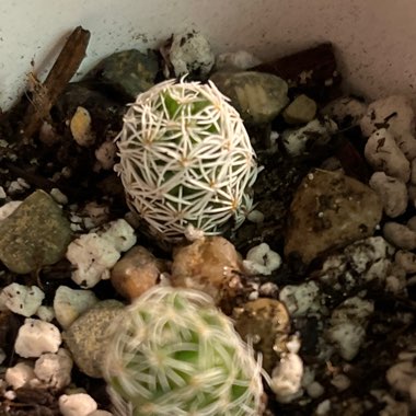 Mammillaria vetula 'Fragilis' syn. Mammillaria gracilis var. fragilis, Mammillaria fragilis