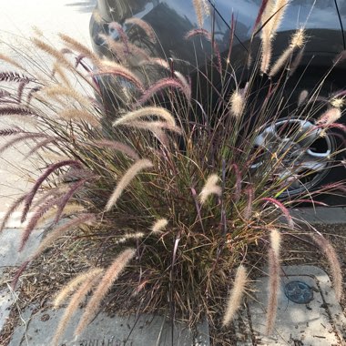 Pennisetum Setaceum