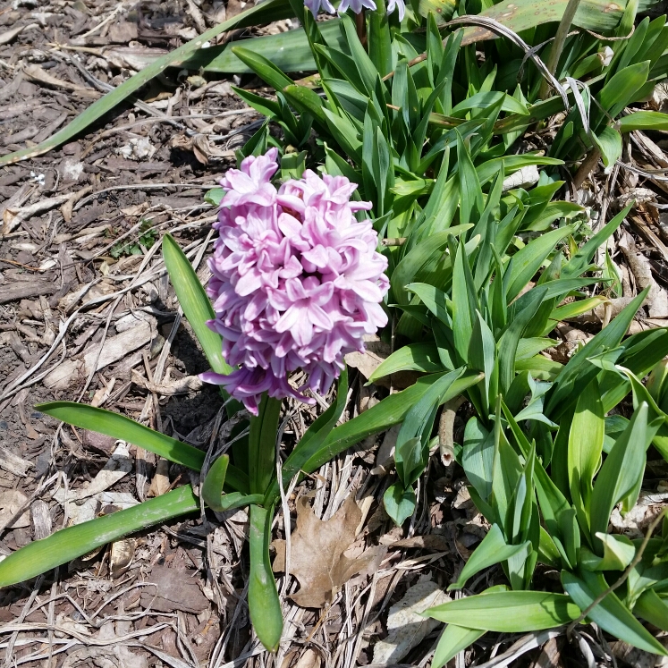 Plant image Hyacinthus orientalis 'Amethyst'