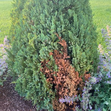 Northern White Cedar