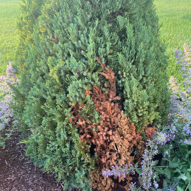 Plant image Thuja occidentalis