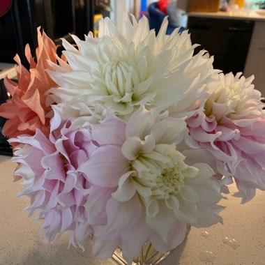 Dahlia 'Cafe au Lait' (Decorative)