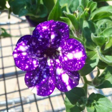 Petunia 'Night Sky'