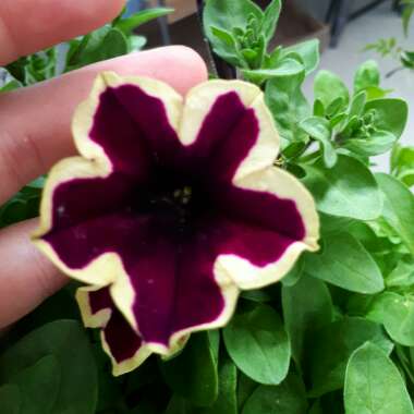 Petunia 'Pegasus Velvet Picotee'