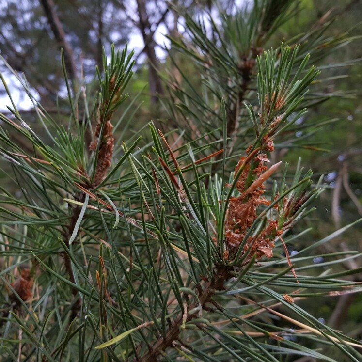 Pinus Nigra