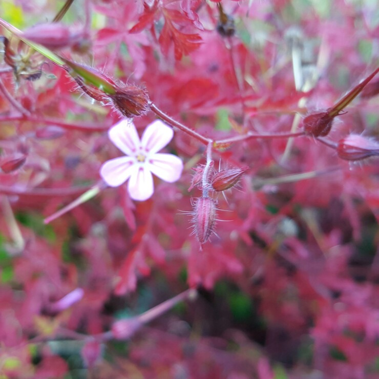 Geranium robertianum