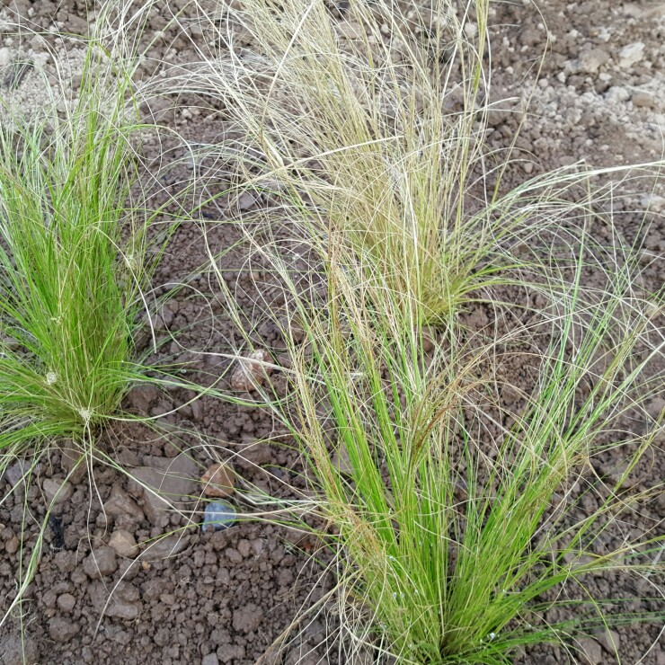 Nassella tenuissima syn. Stipa tenuissima