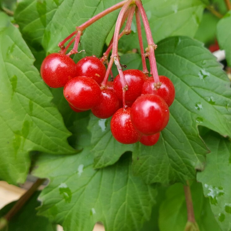 European Snowball Bush