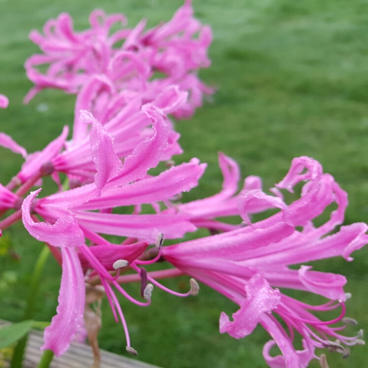 Plant image Nerine sarniensis