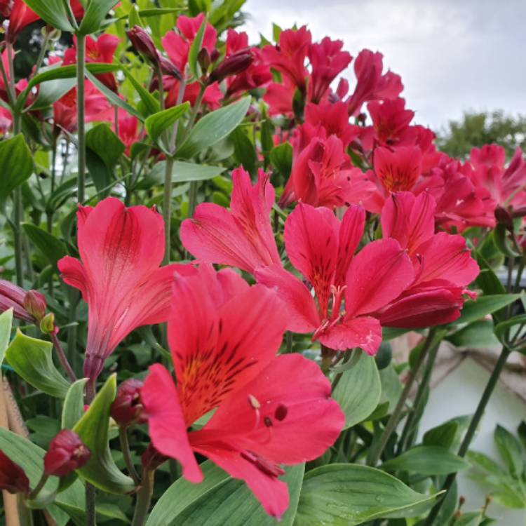 Plant image Alstroemeria 'Red Elf'