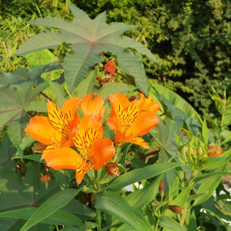 Plant image Alstroemeria 'Orange Supreme'