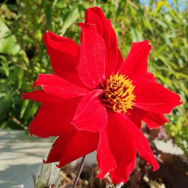 Dahlia 'Bishop of Llandaff' (Peony-flowered)