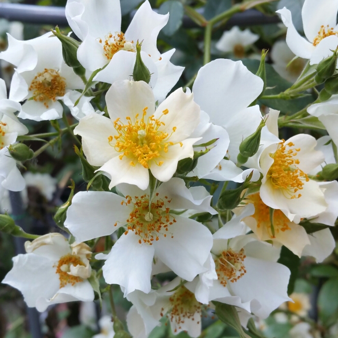 Plant image Rosa 'Wedding Day'