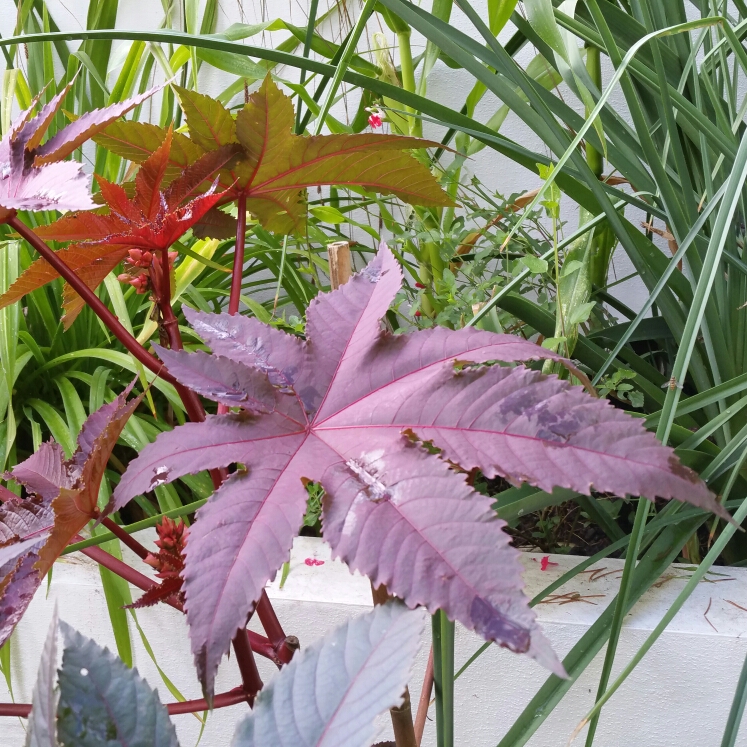 Plant image Ricinus communis