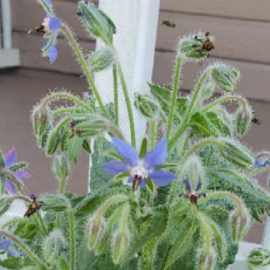 Common borage