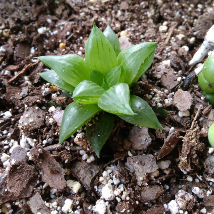 Plant image Haworthia mirabilis