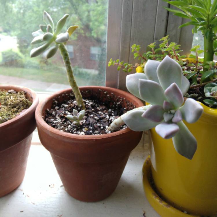 Plant image Graptopetalum Marquise de Sevigne